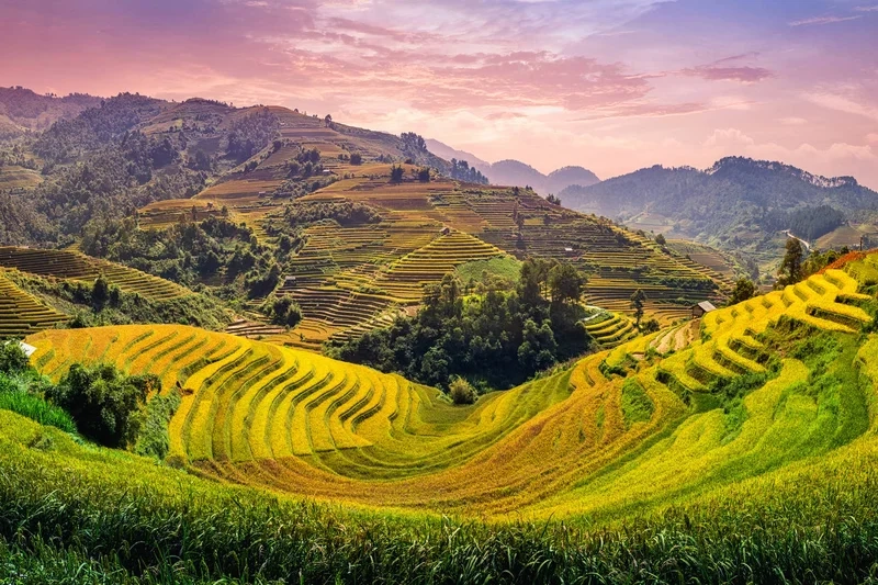 Sáng tạo nghệ thuật với vẽ tranh phong cảnh ruộng bậc thang