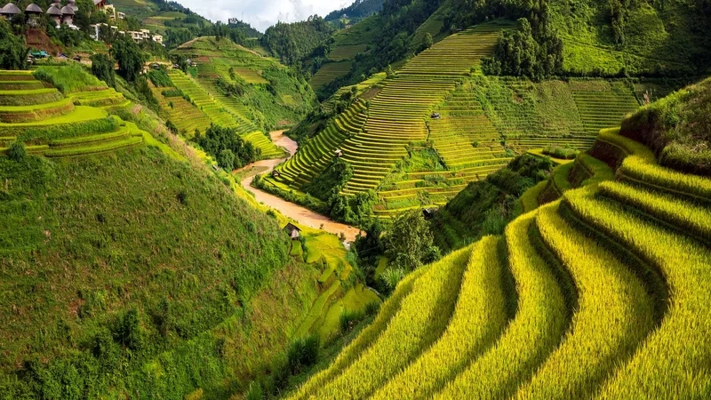 Nghệ thuật tươi sáng qua tranh vẽ cánh đồng lúa