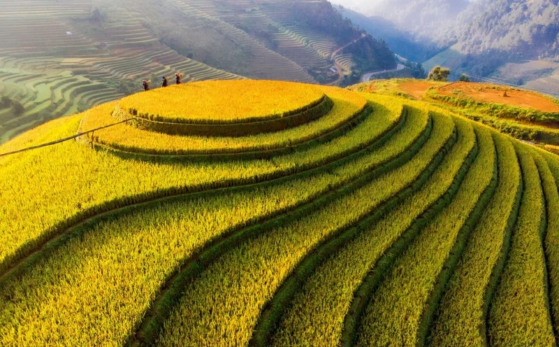 Lạc vào cánh đồng thơ mộng với vẽ tranh cảnh đồng lúa