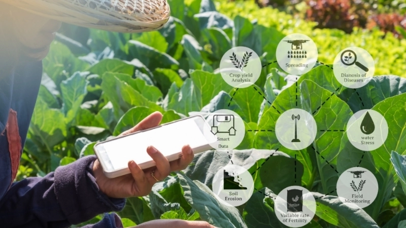 Ứng dụng IoT trong nông nghiệp giúp giám sát trang trại từ xa